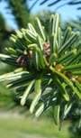 Nordman Fir Needle Colour